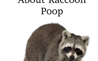poop raccoon ought everyone know michigan