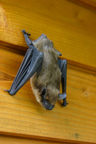 Where Do Bats Go in the Winter - Oakland County MI - Bat Removal