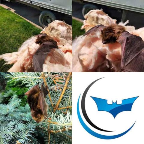 Oxford MI - Bat Removal Services - My Bat Guy