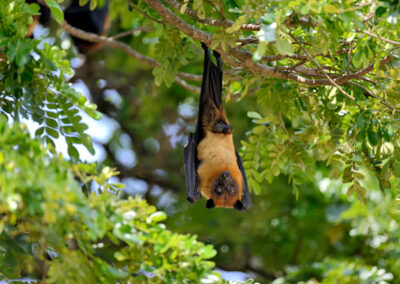 Bat hanging upside down from a tree