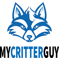 Blue outline of a raccoon with the words "My Critter Guy" underneath 